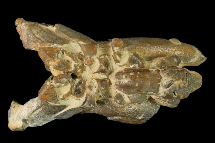 Fossil Mud Lobster (Thalassina) - Australia #141035